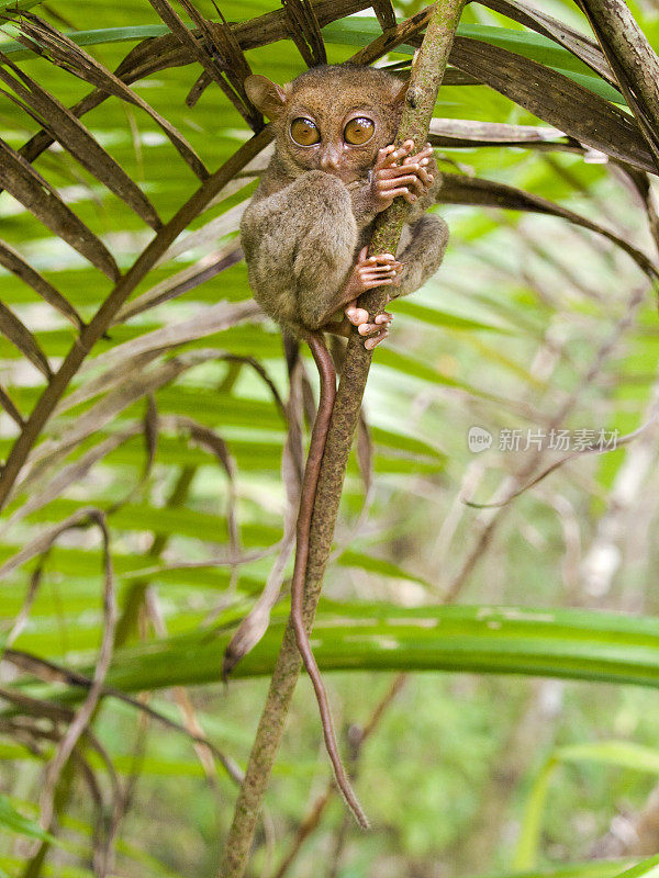 Tarsier - Tarsius Syrichta，全景